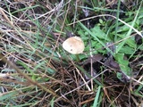 Mycena citrinomarginata image