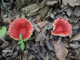 Russula tenuiceps image