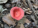 Russula tenuiceps image