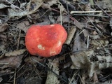 Russula tenuiceps image