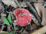 Russula tenuiceps image