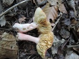 Russula tenuiceps image