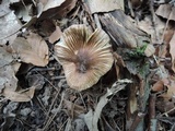 Inocybe splendens image