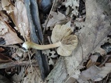 Inocybe splendens image