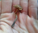 Inocybe insignis image