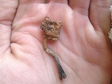 Inocybe insignis image
