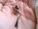 Inocybe insignis image