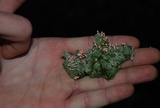 Dibaeis baeomyces image