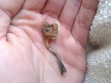 Inocybe insignis image