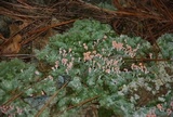 Dibaeis baeomyces image