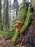 Gymnopilus ventricosus image
