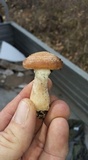 Armillaria gallica image