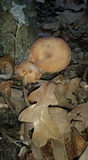 Armillaria gallica image