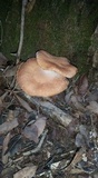 Armillaria gallica image