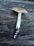 Entoloma sericatum image