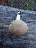 Entoloma sericatum image