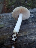 Entoloma sericatum image
