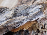 Mycocalicium subtile image