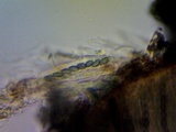 Mycocalicium subtile image