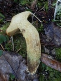 Suillus caerulescens image