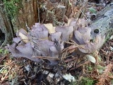 Gomphus clavatus image