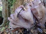 Gomphus clavatus image