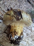 Cortinarius ponderosus image