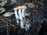 Hydnum oregonense image