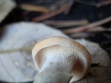 Hydnum oregonense image