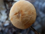 Hydnum oregonense image