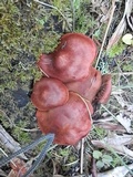 Cortinarius smithii image