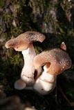 Armillaria gallica image