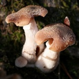 Armillaria gallica image