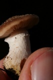 Armillaria gallica image