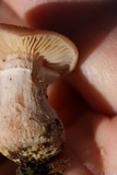 Armillaria gallica image
