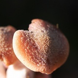Armillaria gallica image