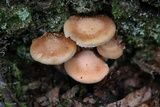 Armillaria gallica image