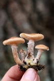 Armillaria gallica image