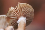 Armillaria gallica image