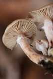 Armillaria gallica image