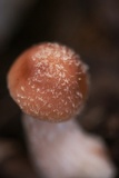 Armillaria gallica image