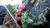 Tubaria punicea image