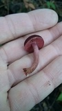 Tubaria punicea image
