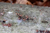 Hypoxylon fragiforme image