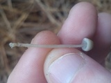 Mycena vulgaris image