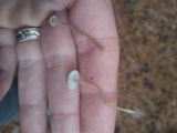 Mycena vulgaris image
