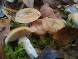 Armillaria gallica image