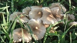 Termitomyces clypeatus image
