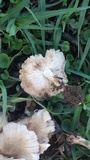 Termitomyces clypeatus image