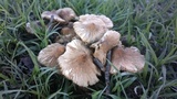 Termitomyces clypeatus image